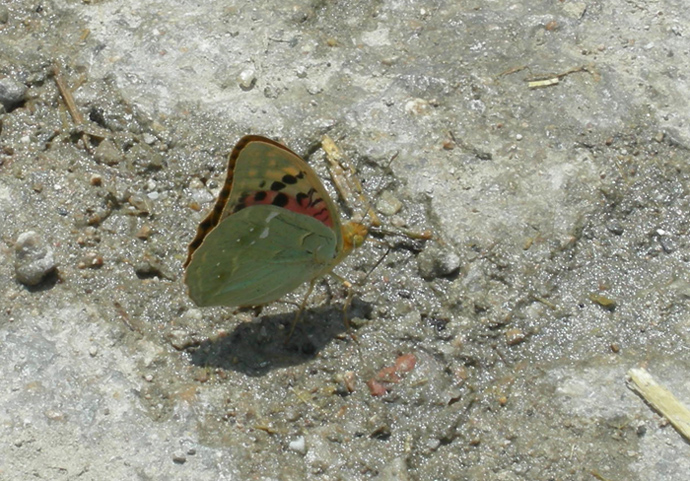 Argynnis elisa